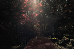 御岳山 紅葉