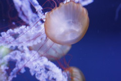 すみだ水族館 クラゲ