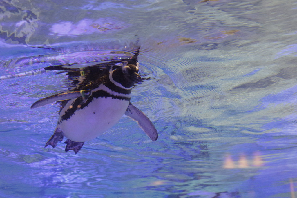 すみだ水族館 ペンギン