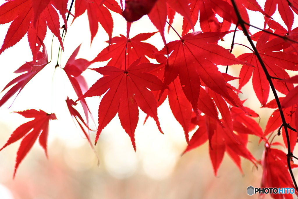 紅葉