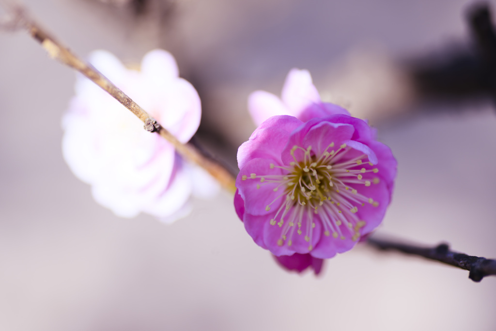 梅の花