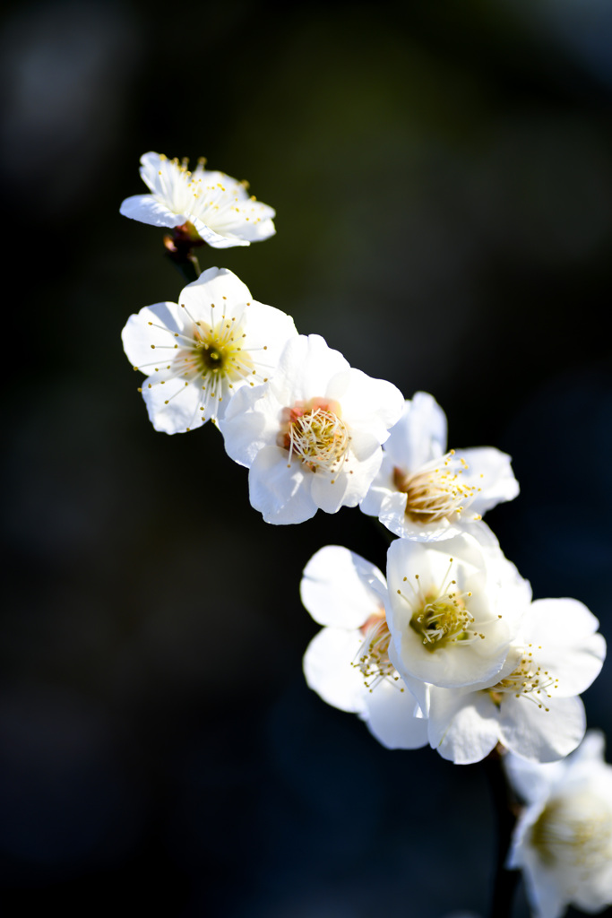梅の花
