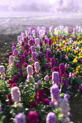 秋の花