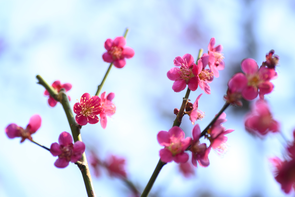 梅の花