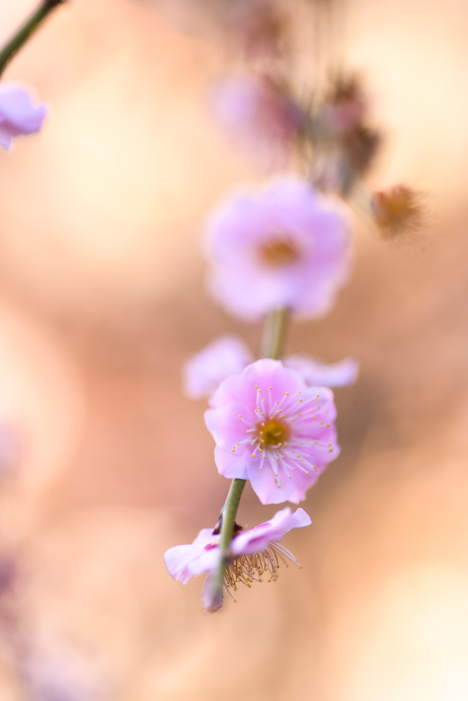 梅の花