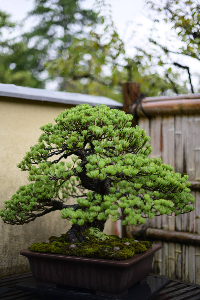 盆栽園