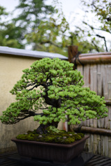 盆栽園