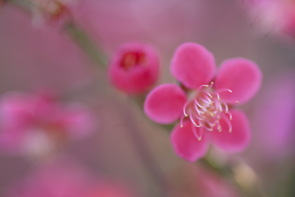 梅の花