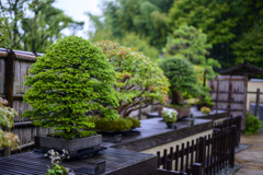 盆栽園