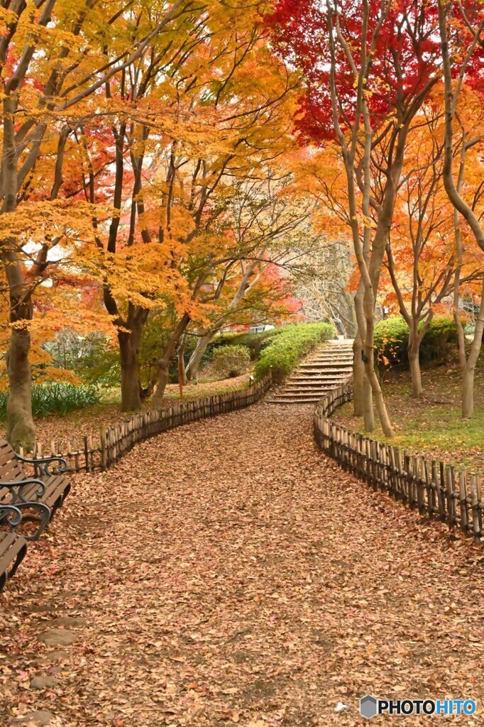 深秋の小道