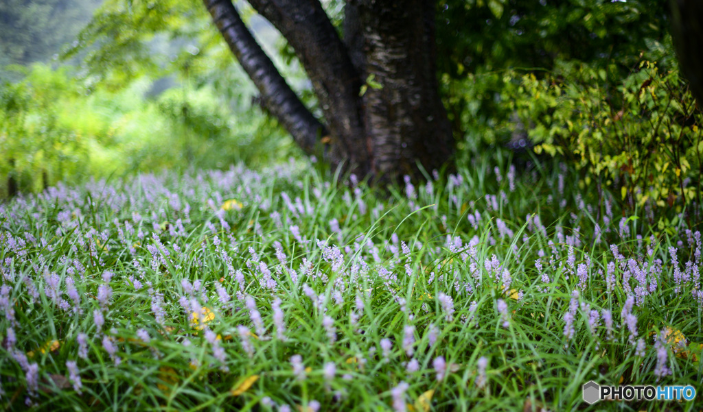 雨の中の草花