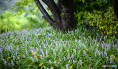 雨の中の草花