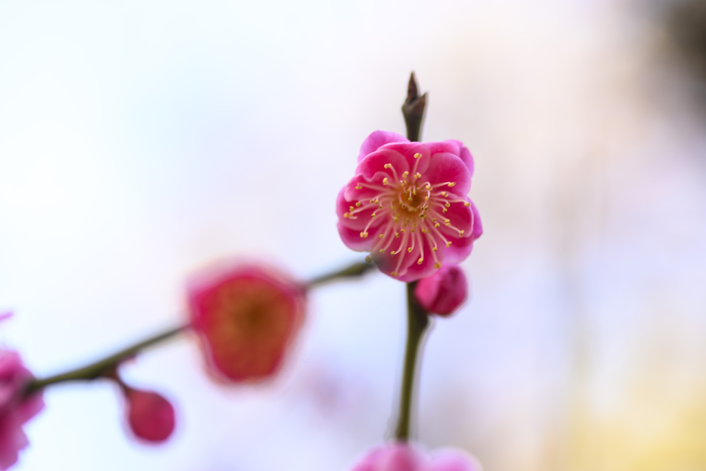 梅の花