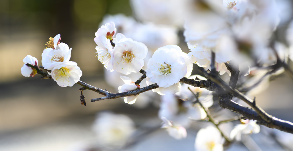 梅の花