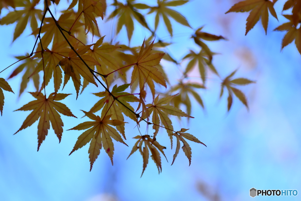 紅葉