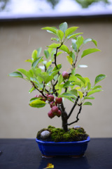盆栽園