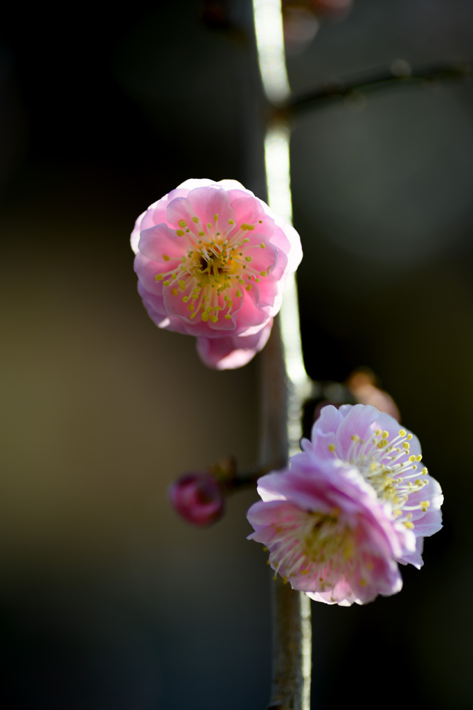 梅の花