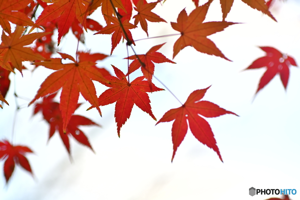 紅葉