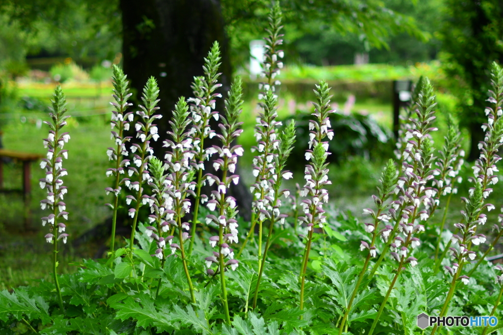 雨の中の花たち