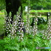 雨の中の花たち