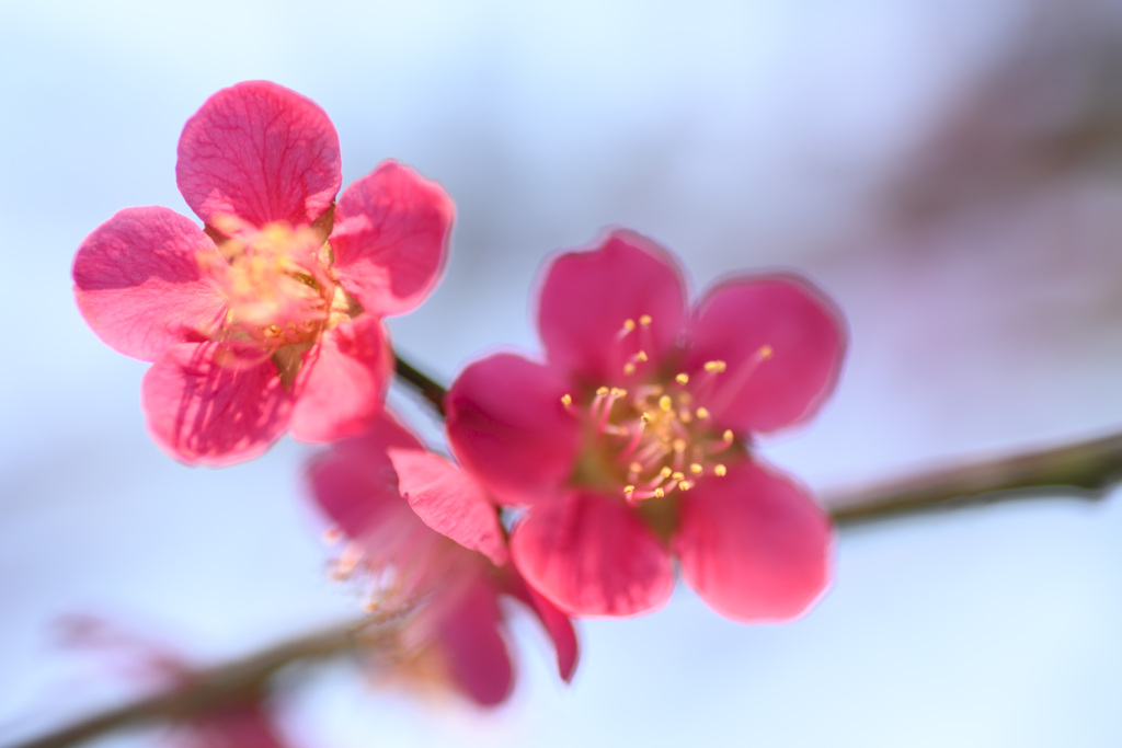 梅の花