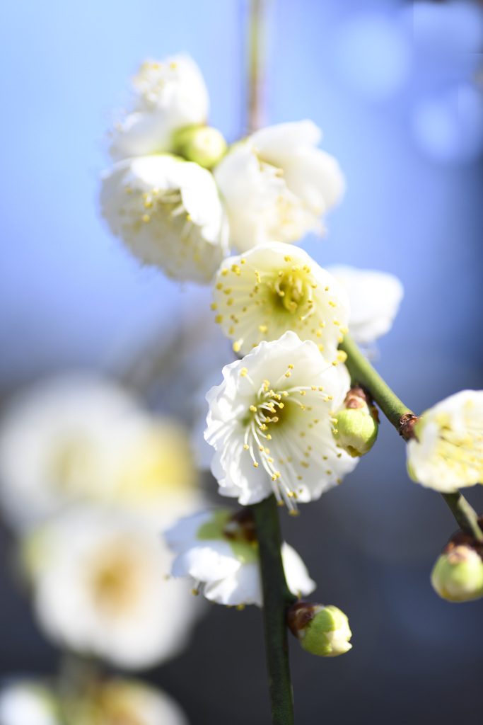 梅の花