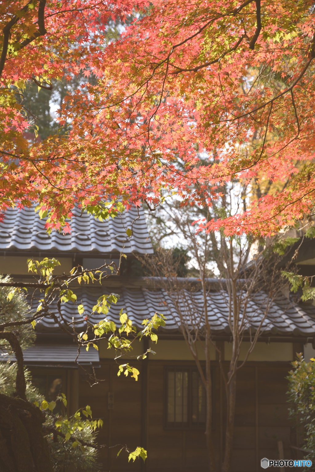 紅葉