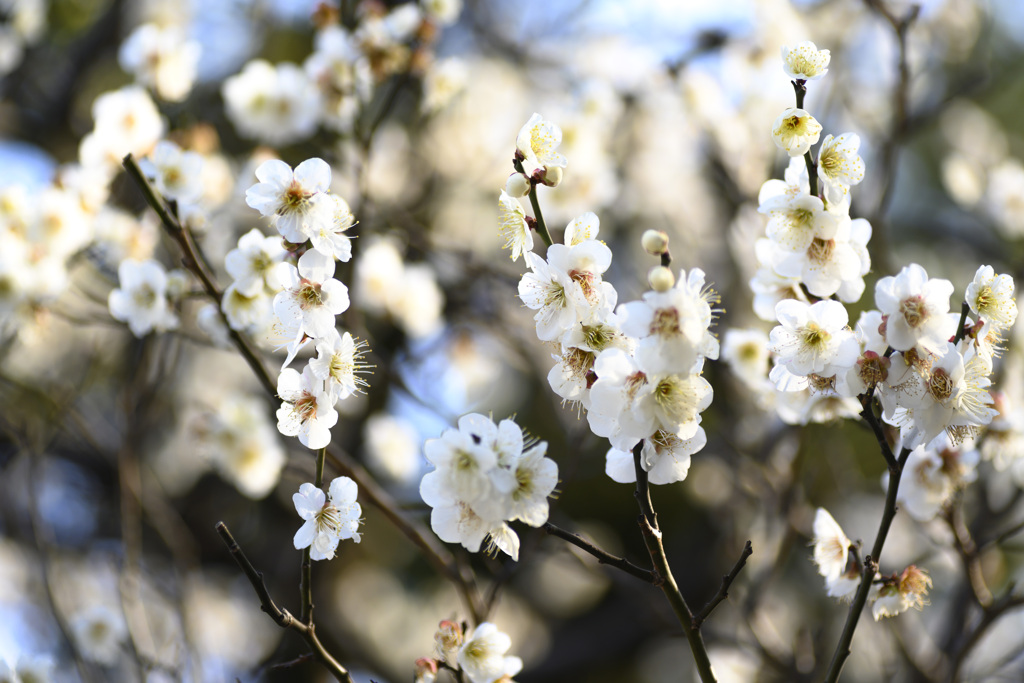 梅の花