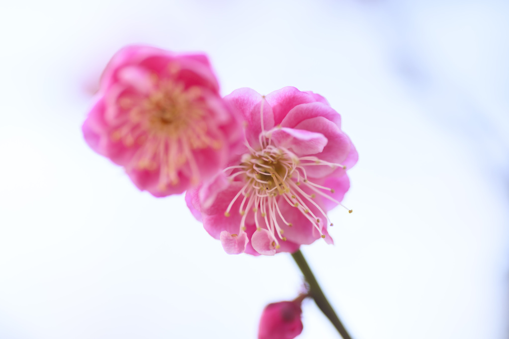 梅の花