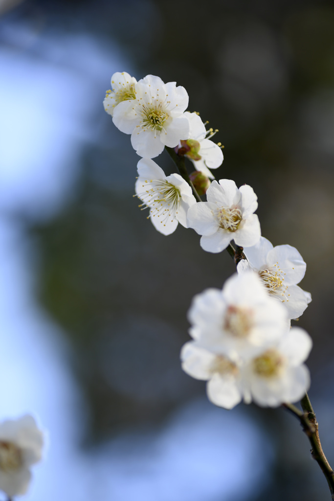 梅の花