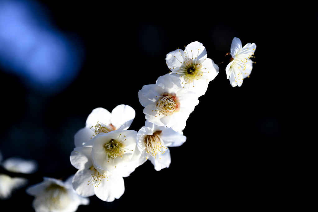 梅の花