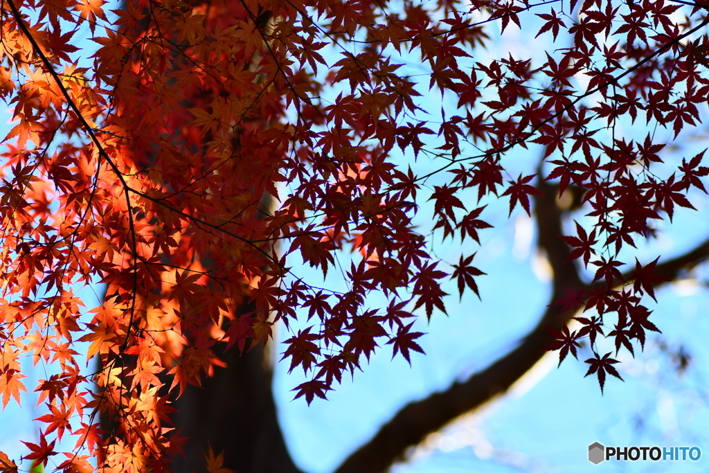 紅葉