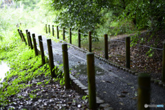 雨の中の小道