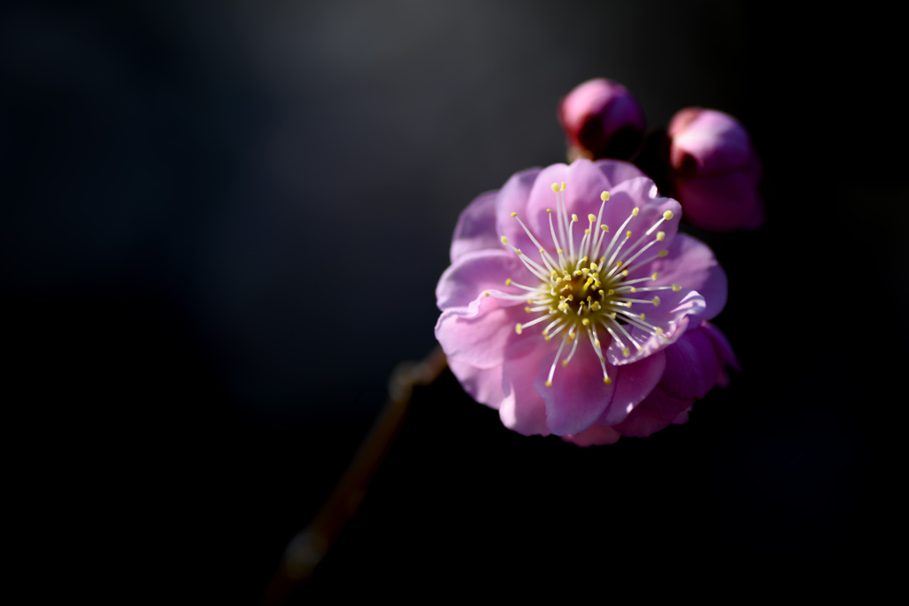 梅の花
