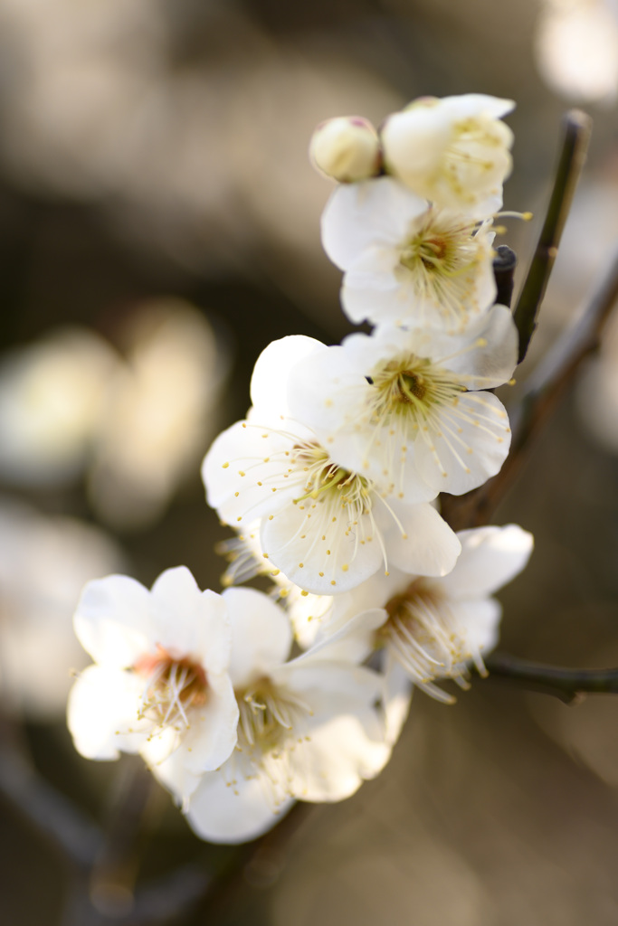 梅の花