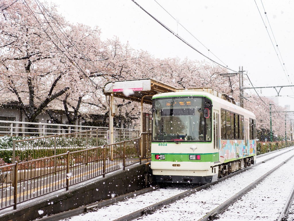 雪・東京・さくら・トラム