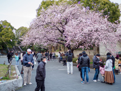 上野公園正門の大寒桜