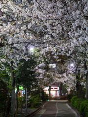 夜桜道