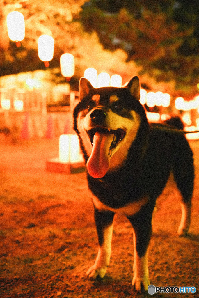 柴犬川柳風