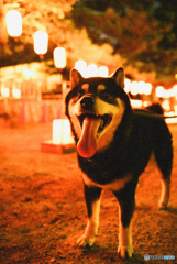 柴犬川柳風