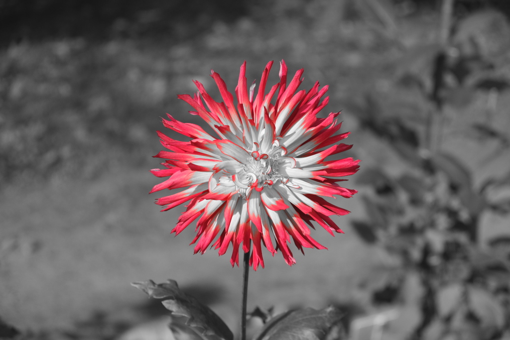 Fire Flower