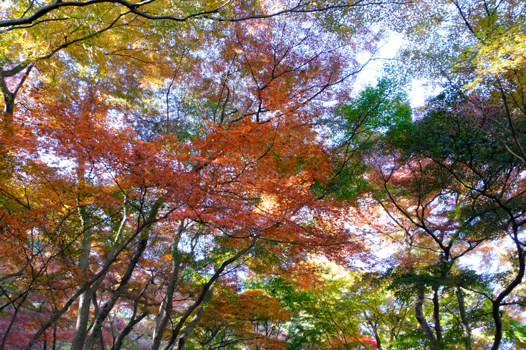 見上げるような紅葉ばかり