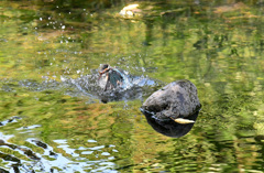 カワセミの水浴び (3)