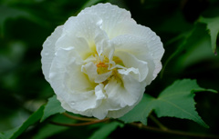酔芙蓉１