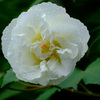 酔芙蓉１