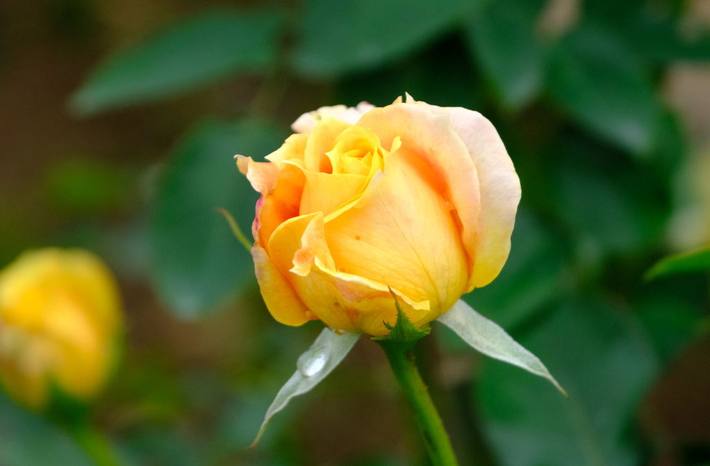 キャラメルアンティーク(独）