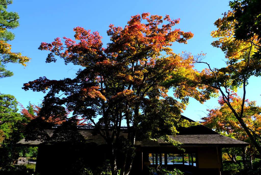 紅葉始まる (1)