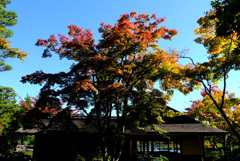 紅葉始まる (1)