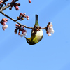 逆さ吸蜜
