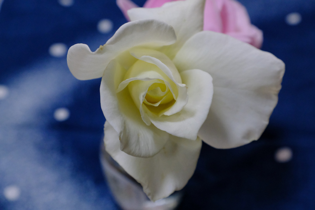 白薔薇に